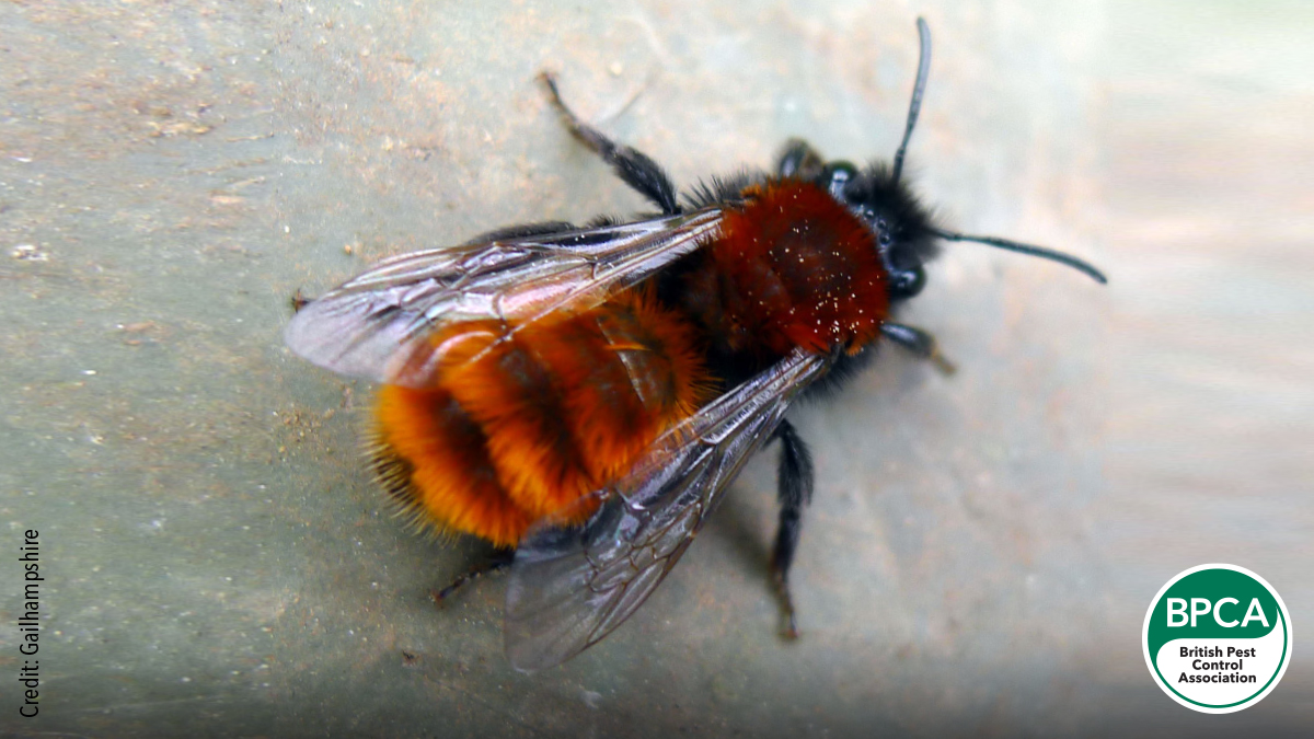 Tawny mining bee Andrena fulva Idnetification UK